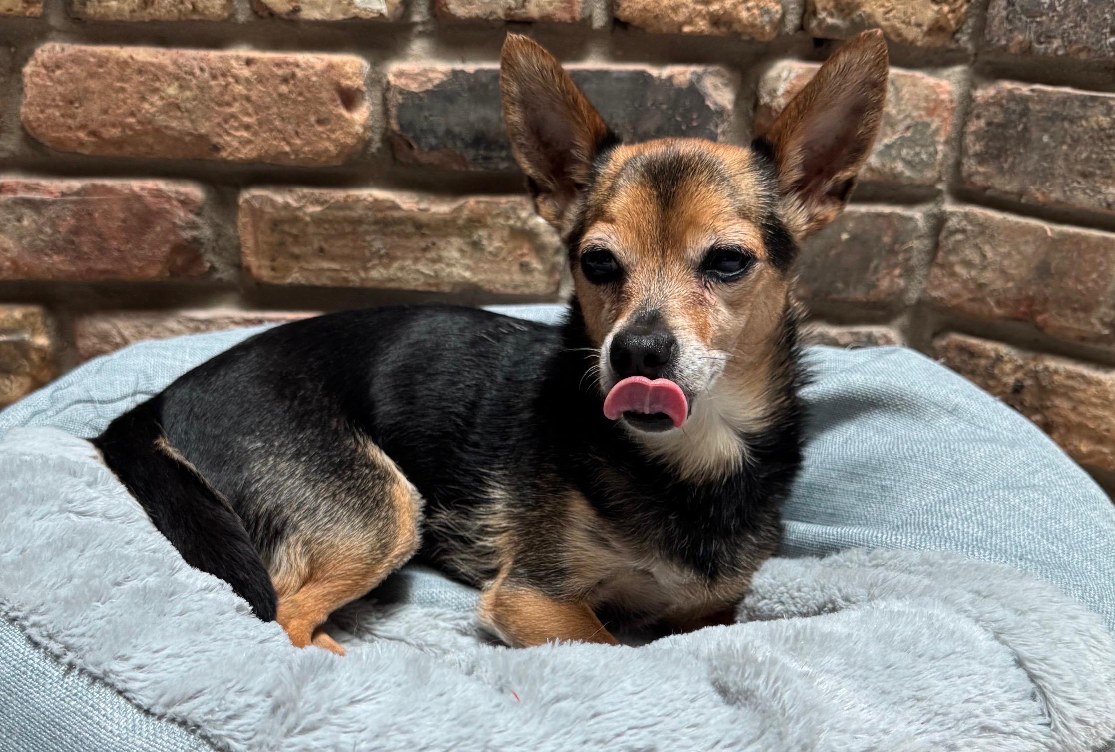 ChiChi, a ADOPTABLE Chihuahua in Little Elm, TX image 2/3