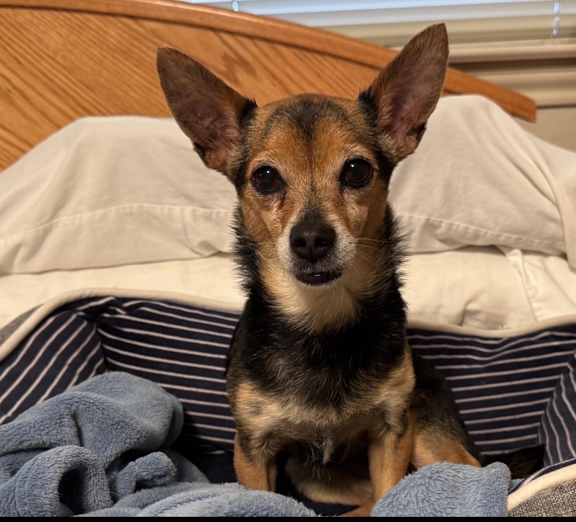 ChiChi, a ADOPTABLE Chihuahua in Little Elm, TX image 1/3