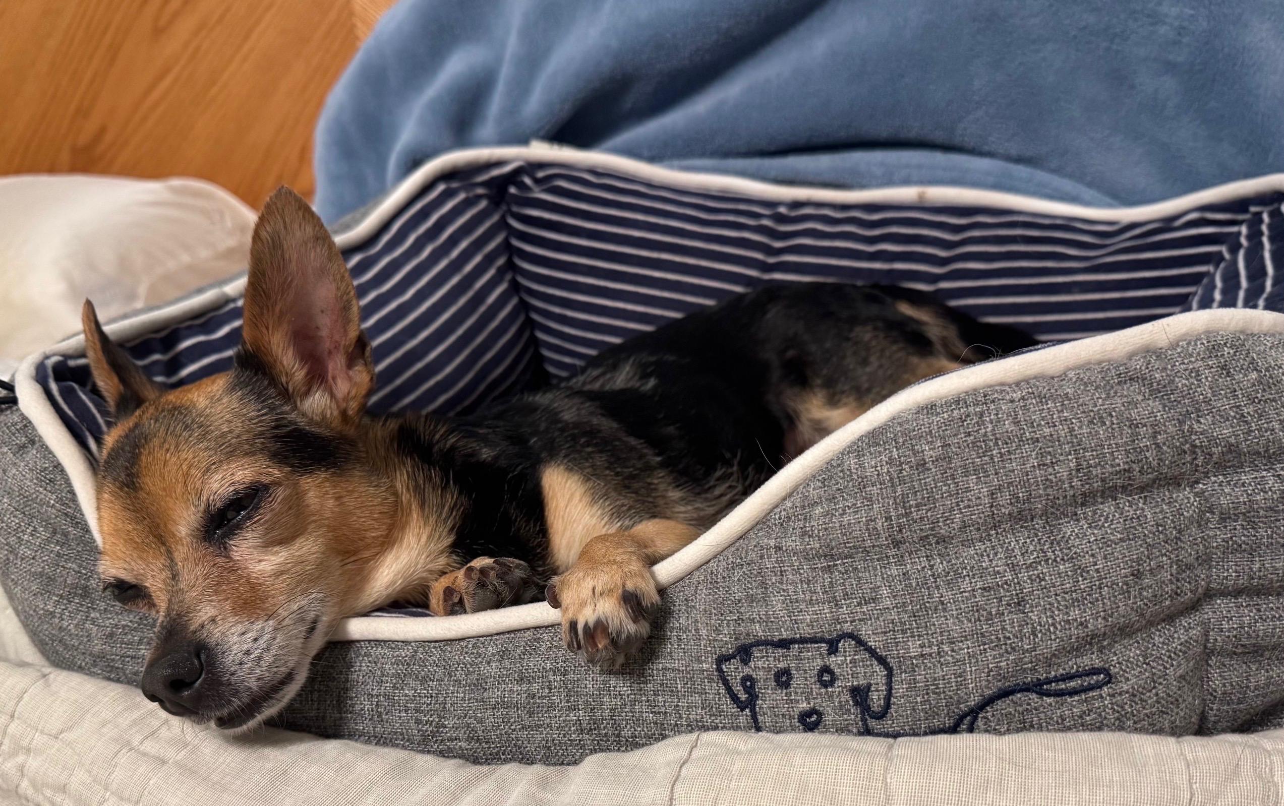 ChiChi, a ADOPTABLE Chihuahua in Little Elm, TX image 3/3