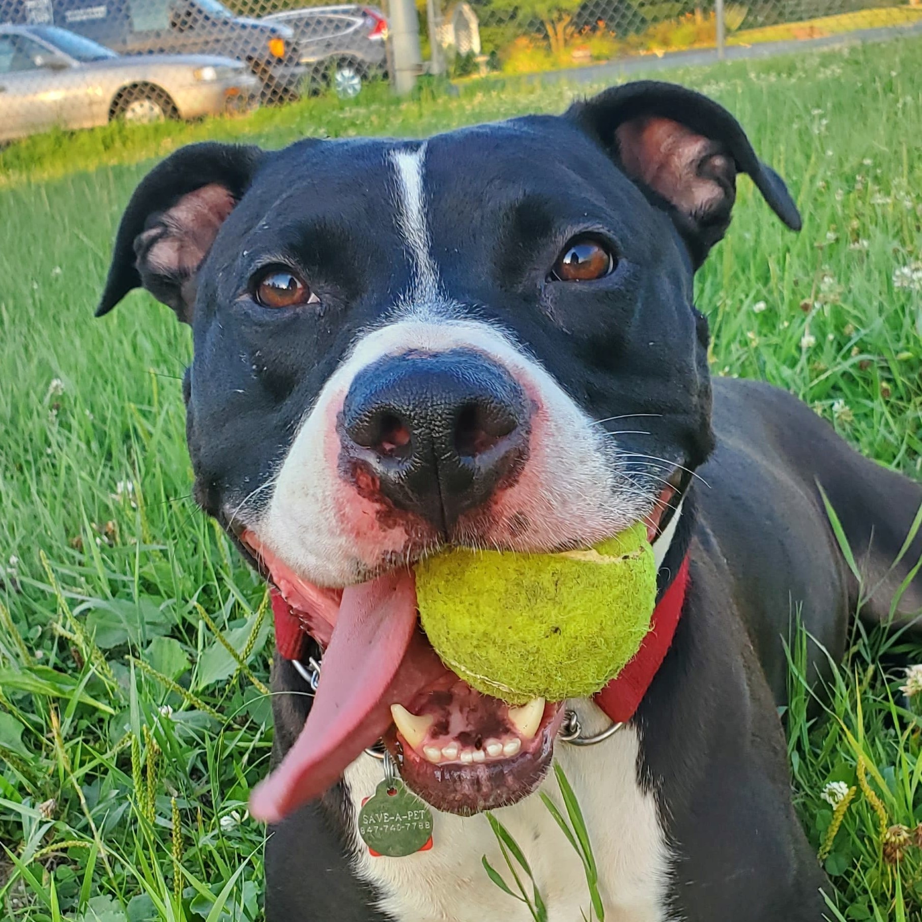 Enlarge Royal, a Adoptable mixed breed in Grayslake, IL image 4/6