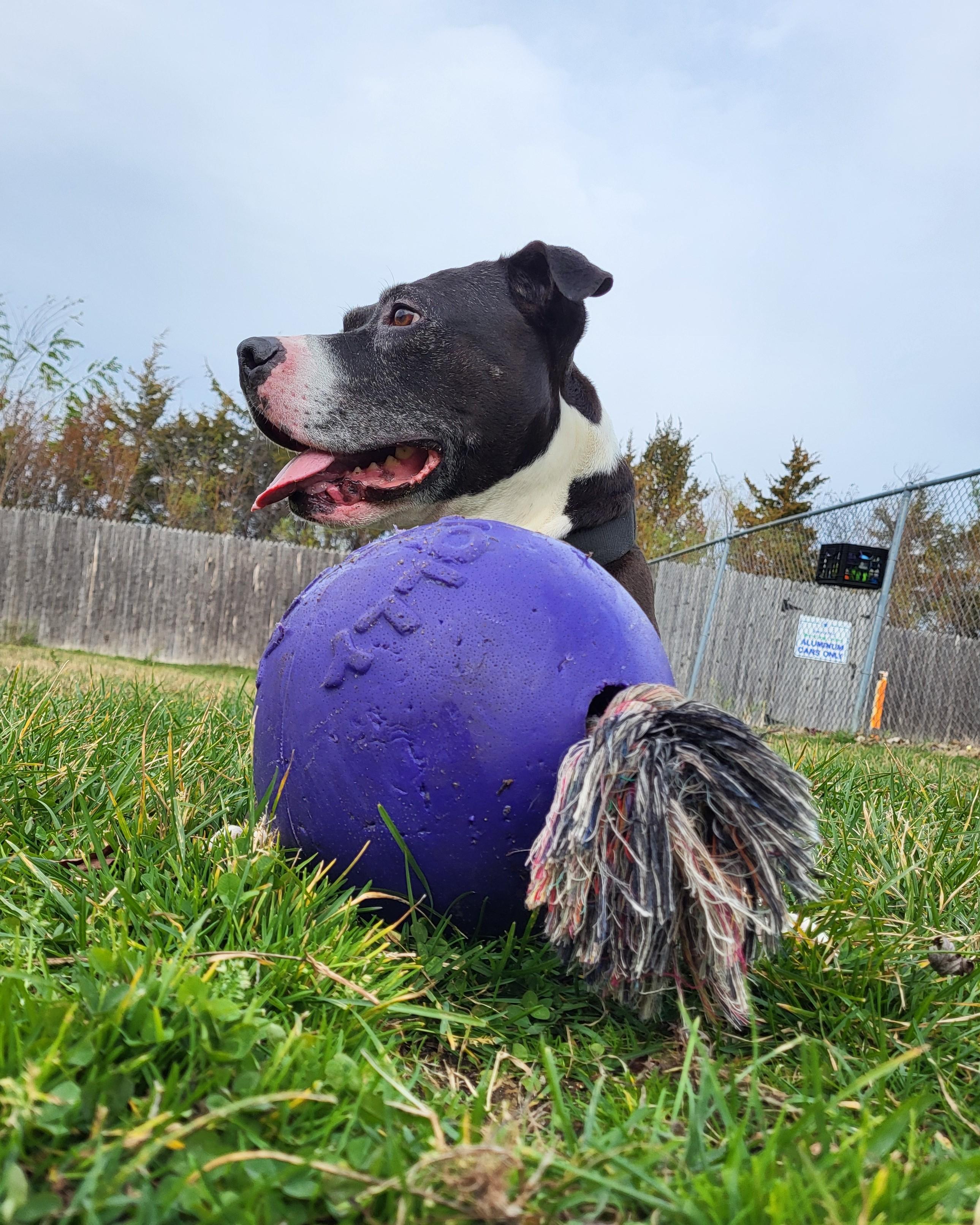 Royal — thumbnail 2