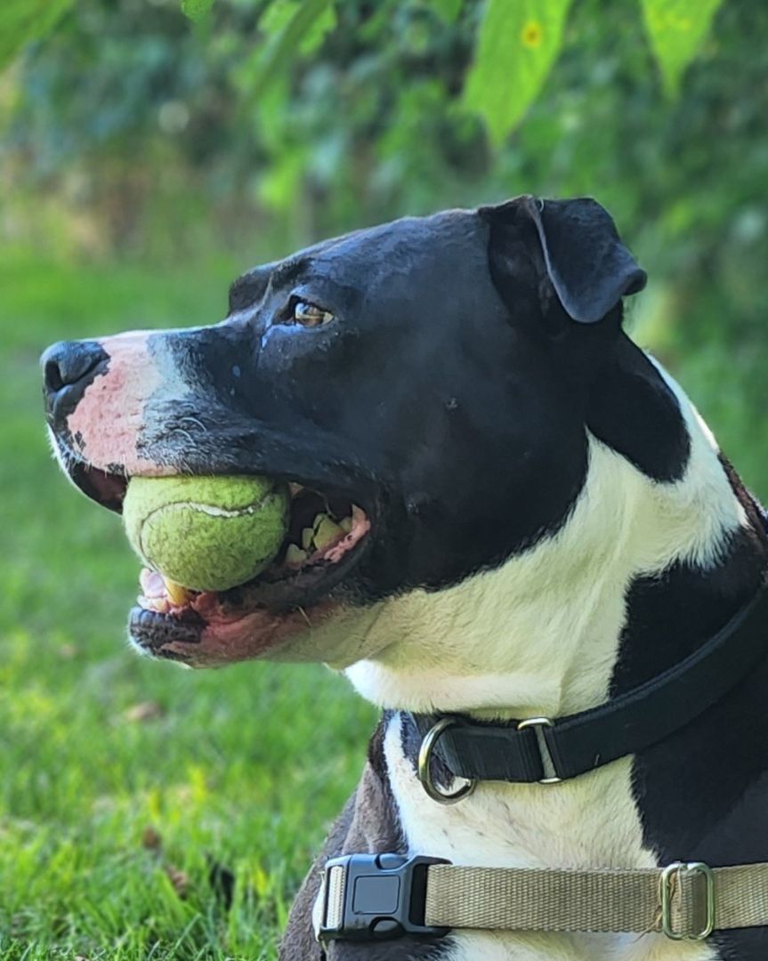 Enlarge Royal, a Adoptable mixed breed in Grayslake, IL image 5/6