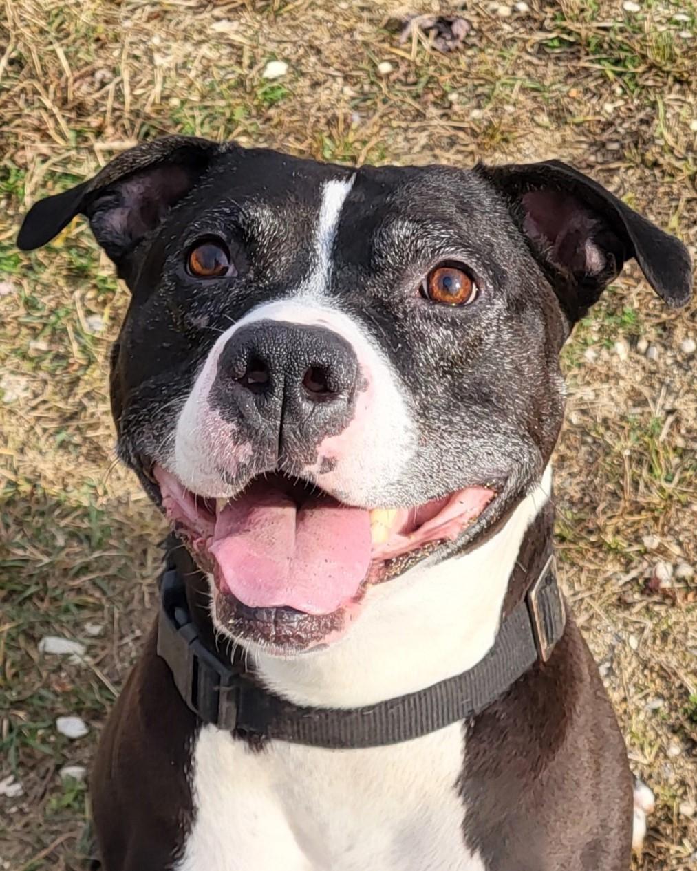 Enlarge Royal, a Adoptable mixed breed in Grayslake, IL image 1/6