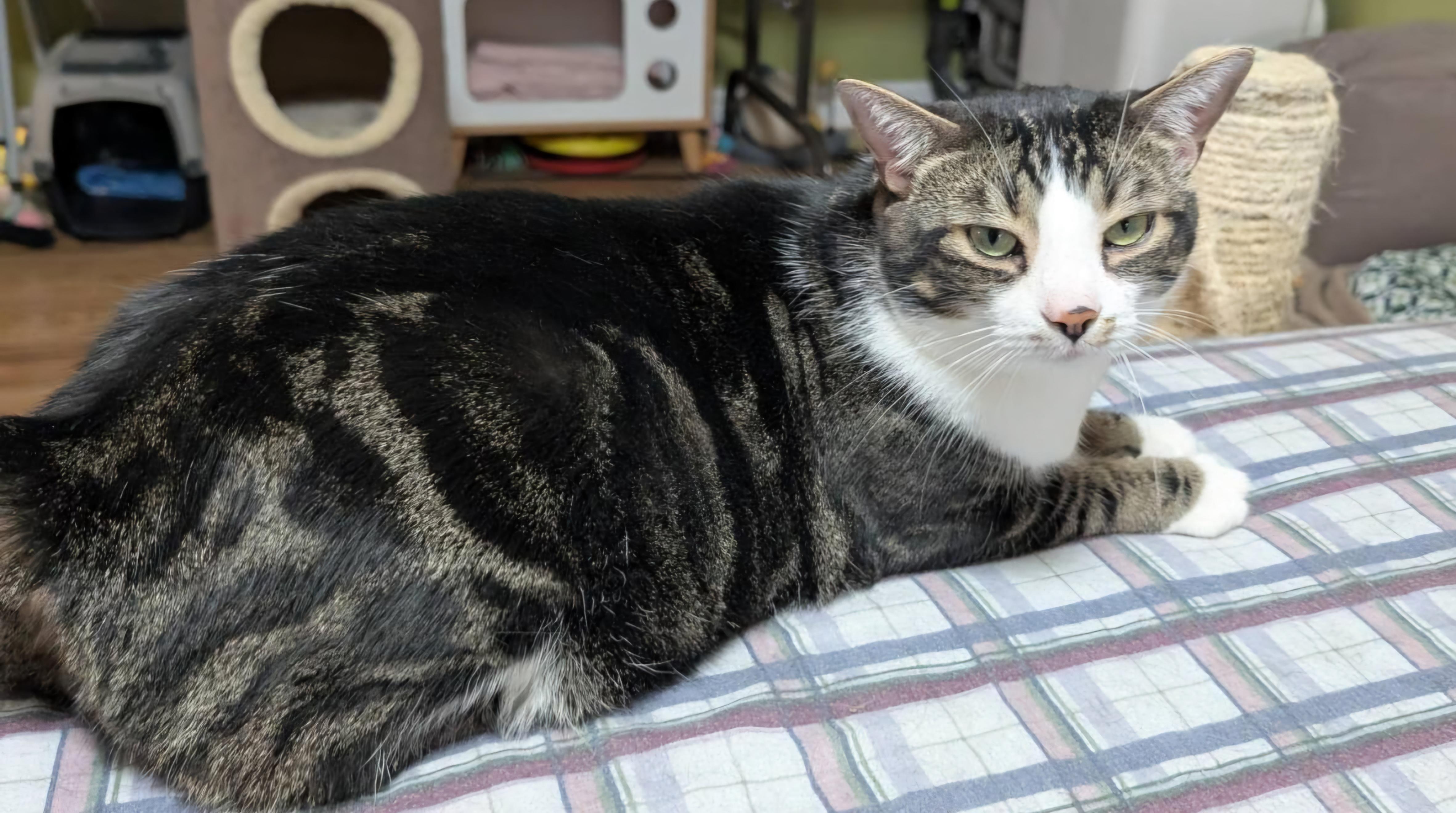 Sammy 3yrs, a ADOPTABLE Tabby in London, ON image 4/6