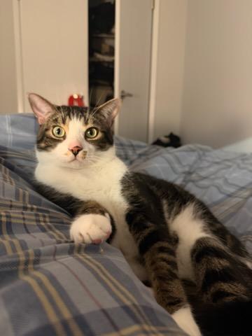 Enlarge Sammy  3 1/2 yrs, a ADOPTABLE Tabby in London, ON image 1/6