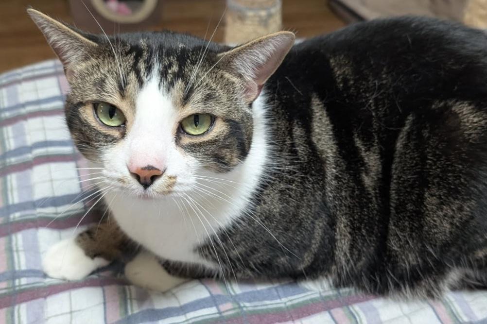 Sammy 3yrs, a ADOPTABLE Tabby in London, ON image 5/6