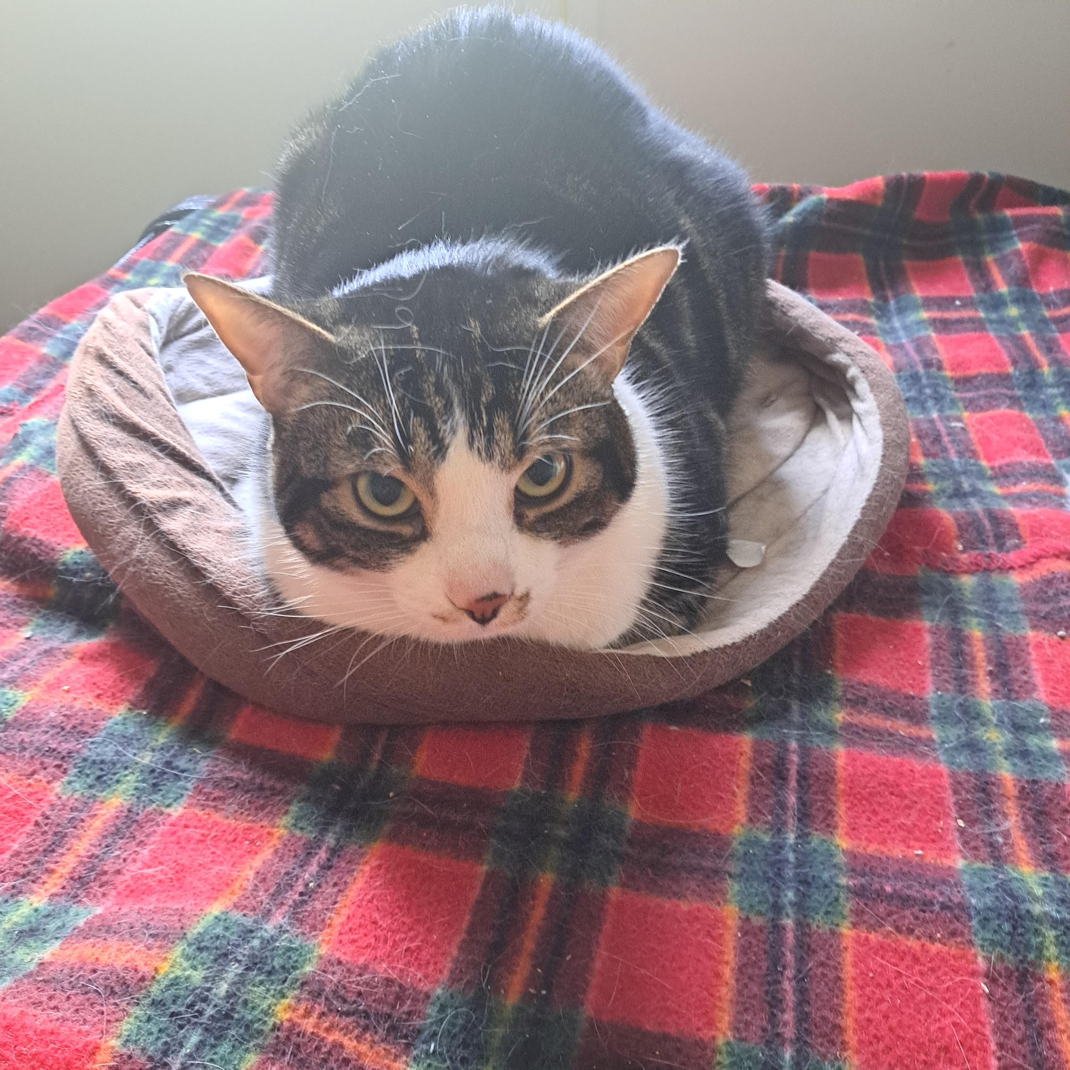 Sammy 3yrs, a ADOPTABLE Tabby in London, ON image 2/6