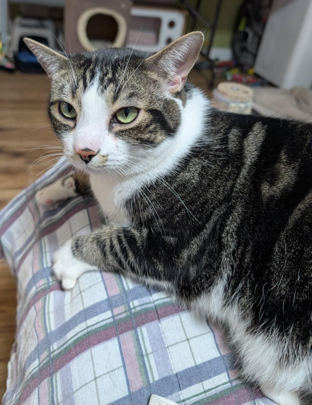 Sammy 3yrs, a ADOPTABLE Tabby in London, ON image 3/6