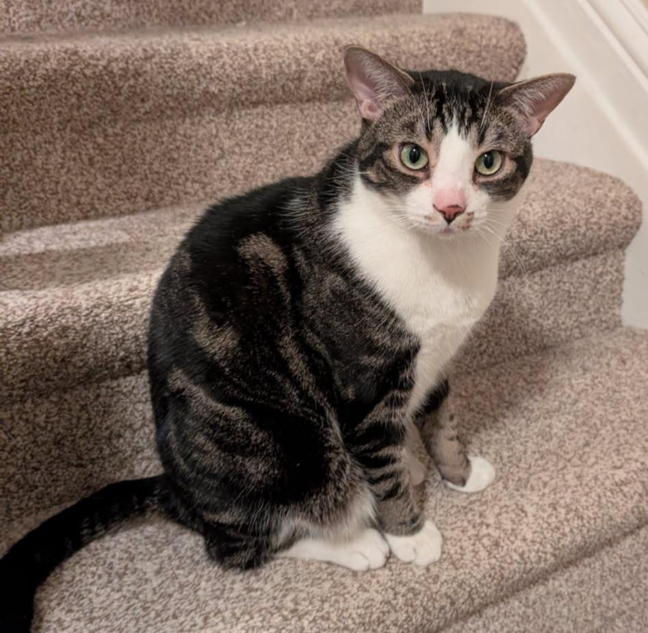 Sammy 3yrs, a ADOPTABLE Tabby in London, ON image 6/6