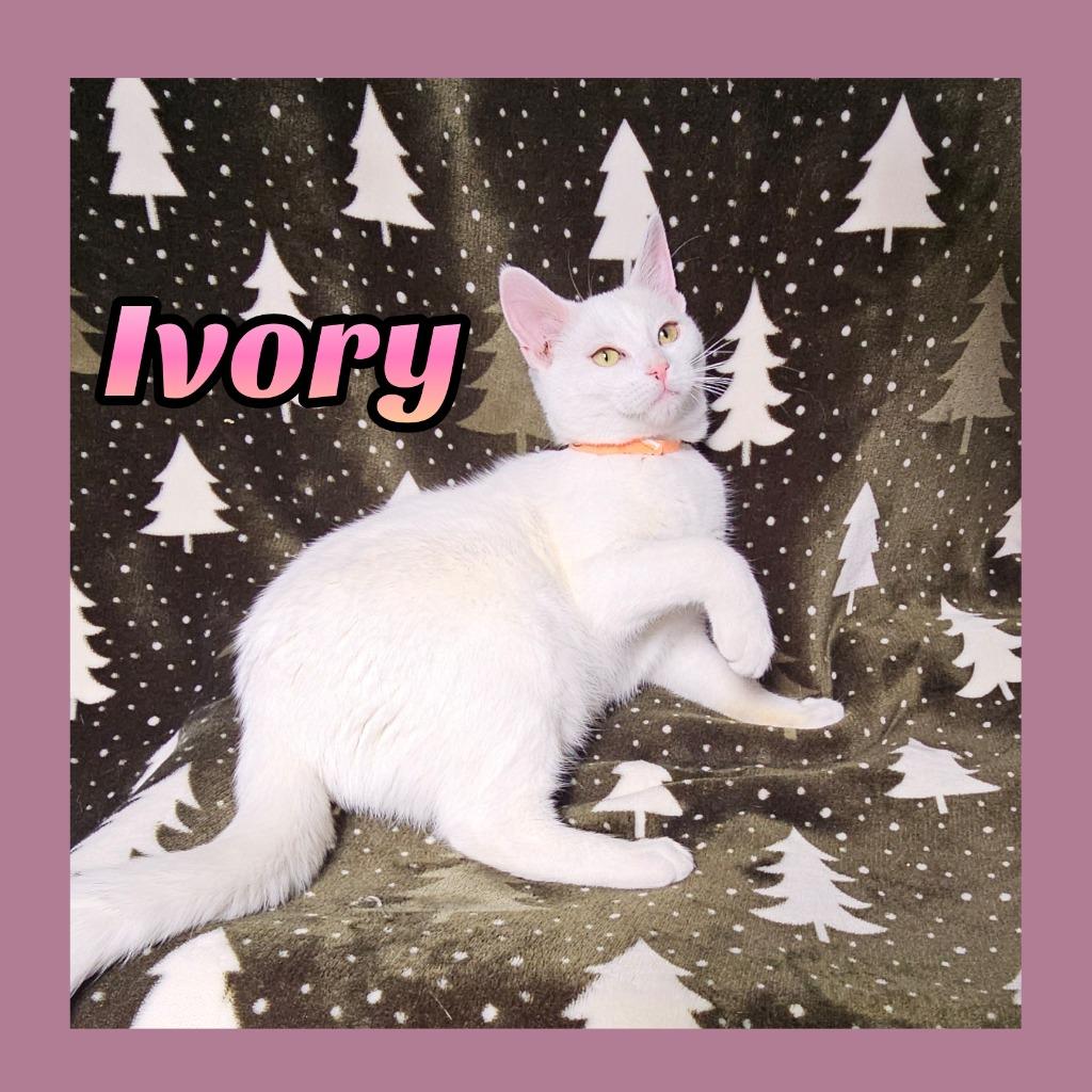 Ivory, Adoptable, Kitten Female Domestic Short Hair.