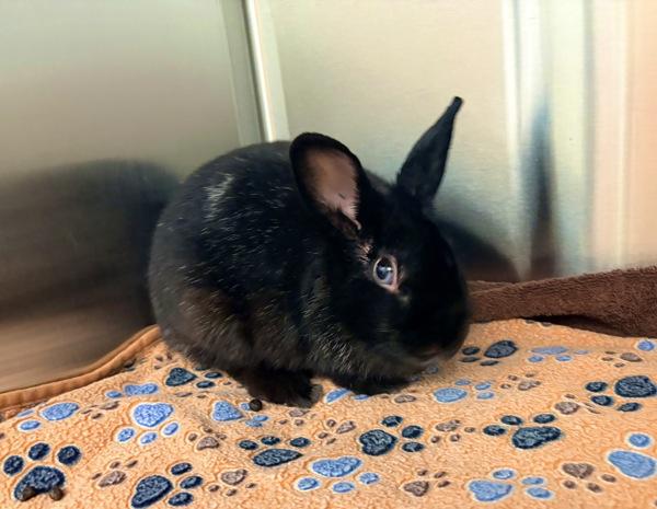 Moonlight, Adoptable, Adult Female American.