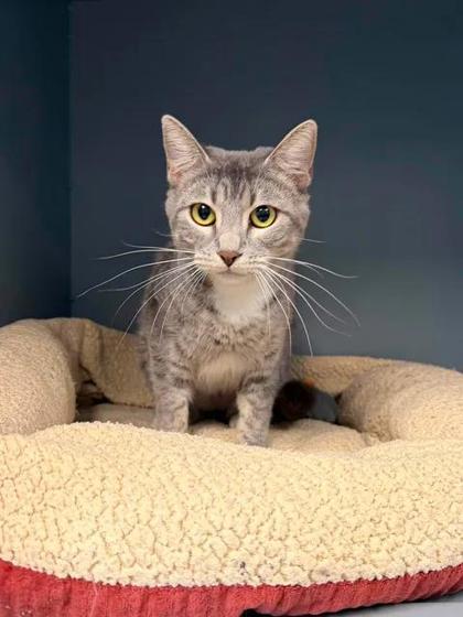 Enlarge Emerald Jade, a Adoptable mixed breed in Aberdeen, SD image 1/3