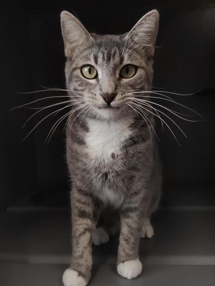 Enlarge Emerald Jade, a Adoptable mixed breed in Aberdeen, SD image 2/3