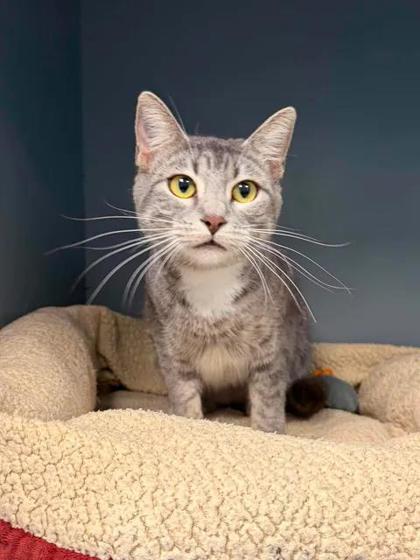 Enlarge Emerald Jade, a Adoptable mixed breed in Aberdeen, SD image 3/3