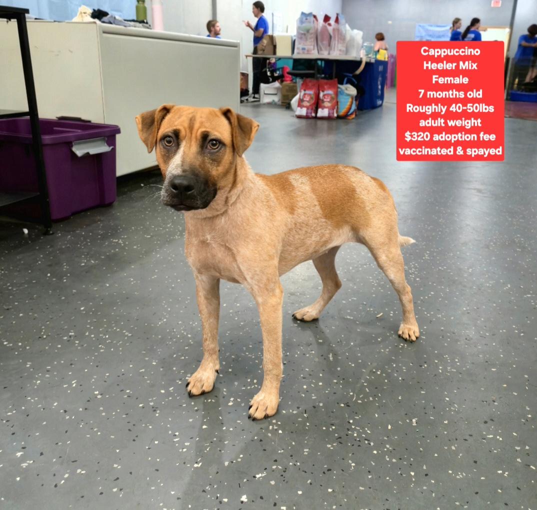 Cappuccino, Adoptable, Young Female Australian Cattle Dog / Blue Heeler.