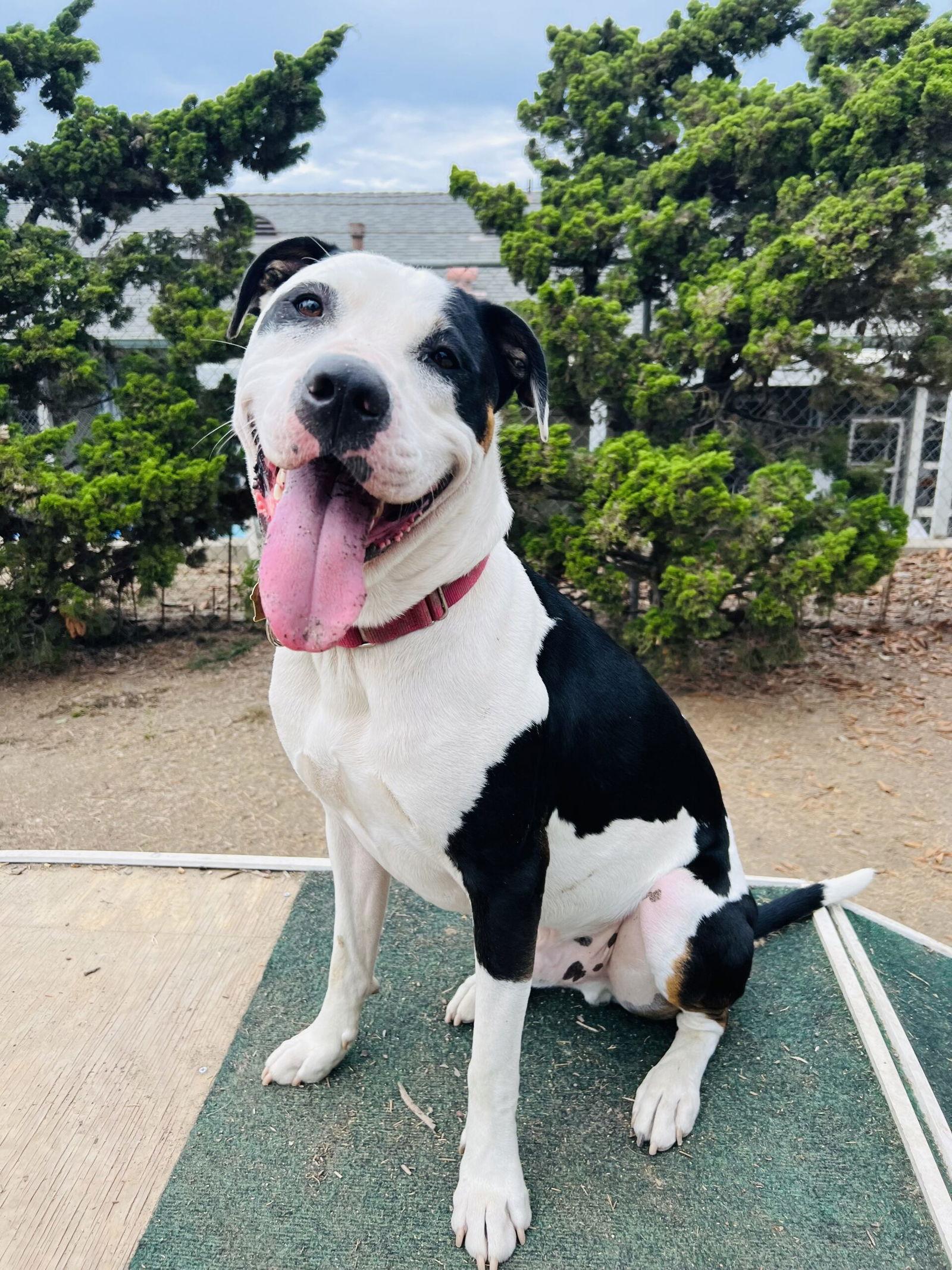 Bronson and Hardy, Adoptable, Young Male Pit Bull Terrier.