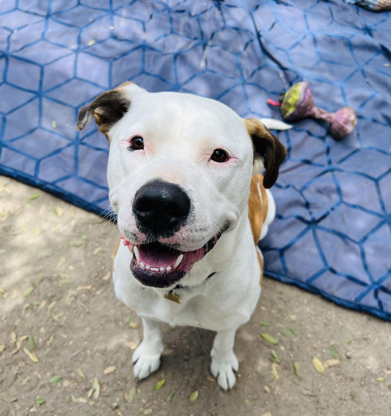 Enlarge Bronson and Hardy, a Adoptable Pit Bull Terrier in Seal Beach, CA image 2/3
