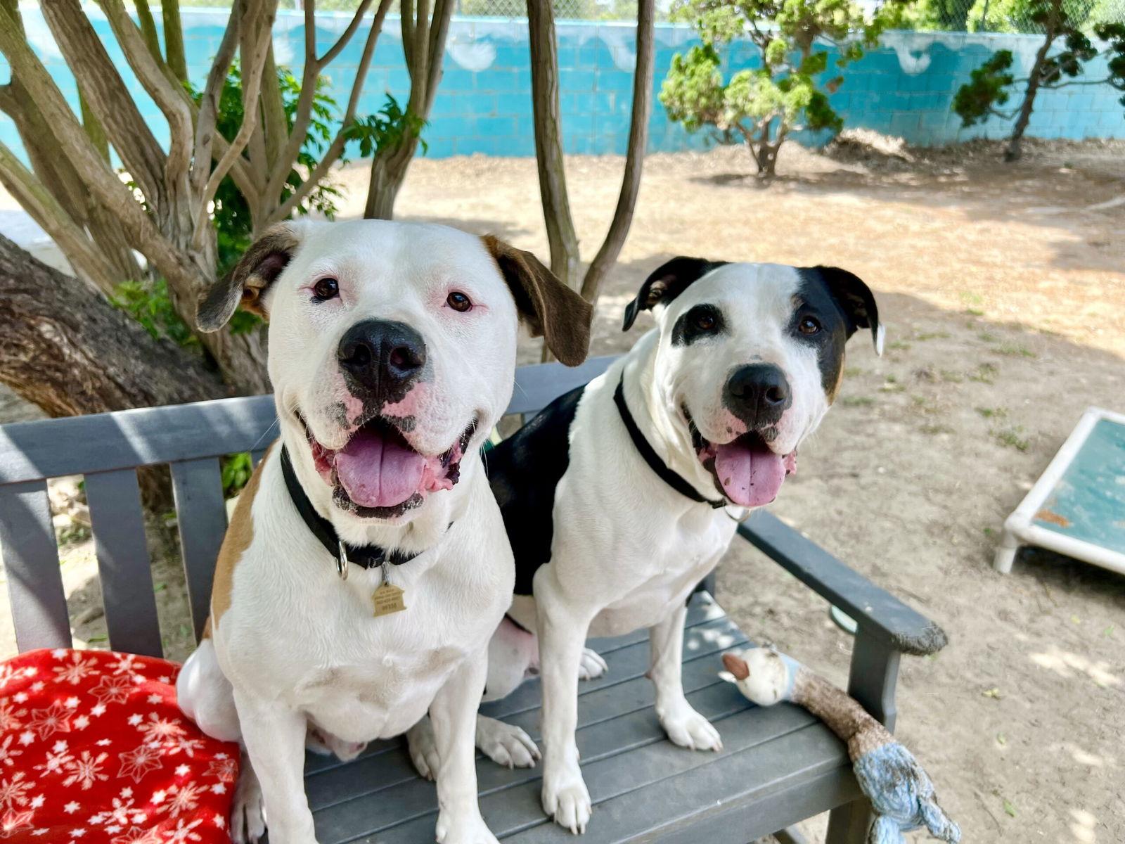 Enlarge Bronson and Hardy, a Adoptable Pit Bull Terrier in Seal Beach, CA image 3/3
