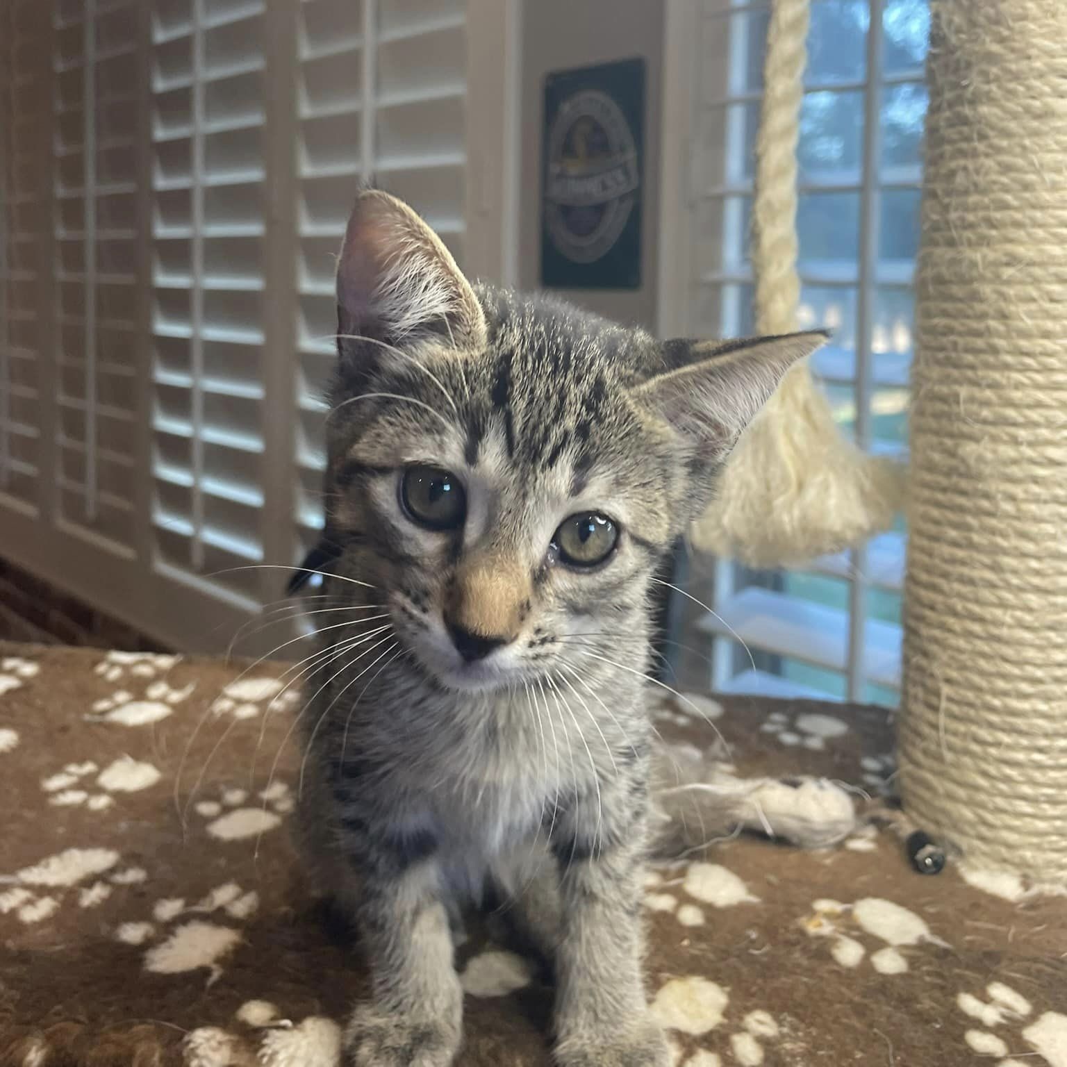 Cat for adoption *Jilliana, a Domestic Short Hair in Queen Creek, AZ