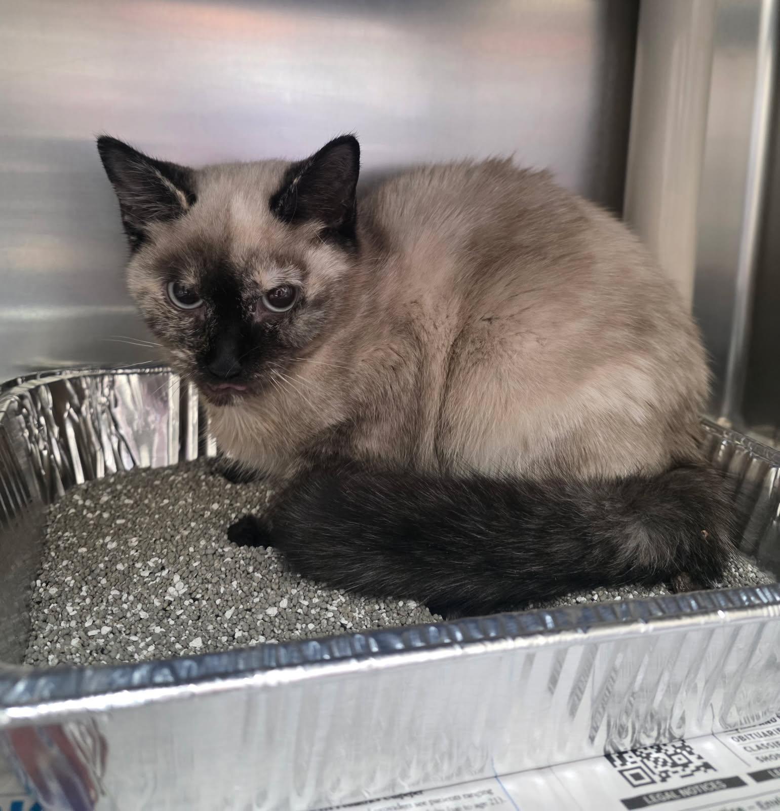 Chomp, Adoptable, Young Female Siamese.