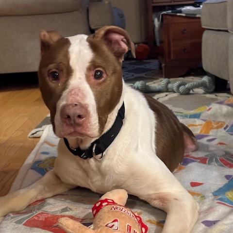 Enlarge Zinger, a Adoptable Pit Bull Terrier in Dayton, OH image 1/6