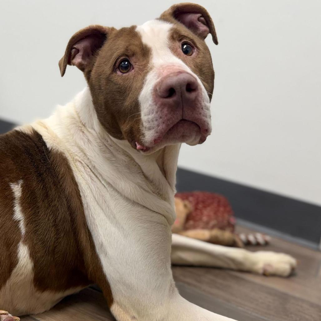 Zinger, Adoptable, Adult Male Pit Bull Terrier.