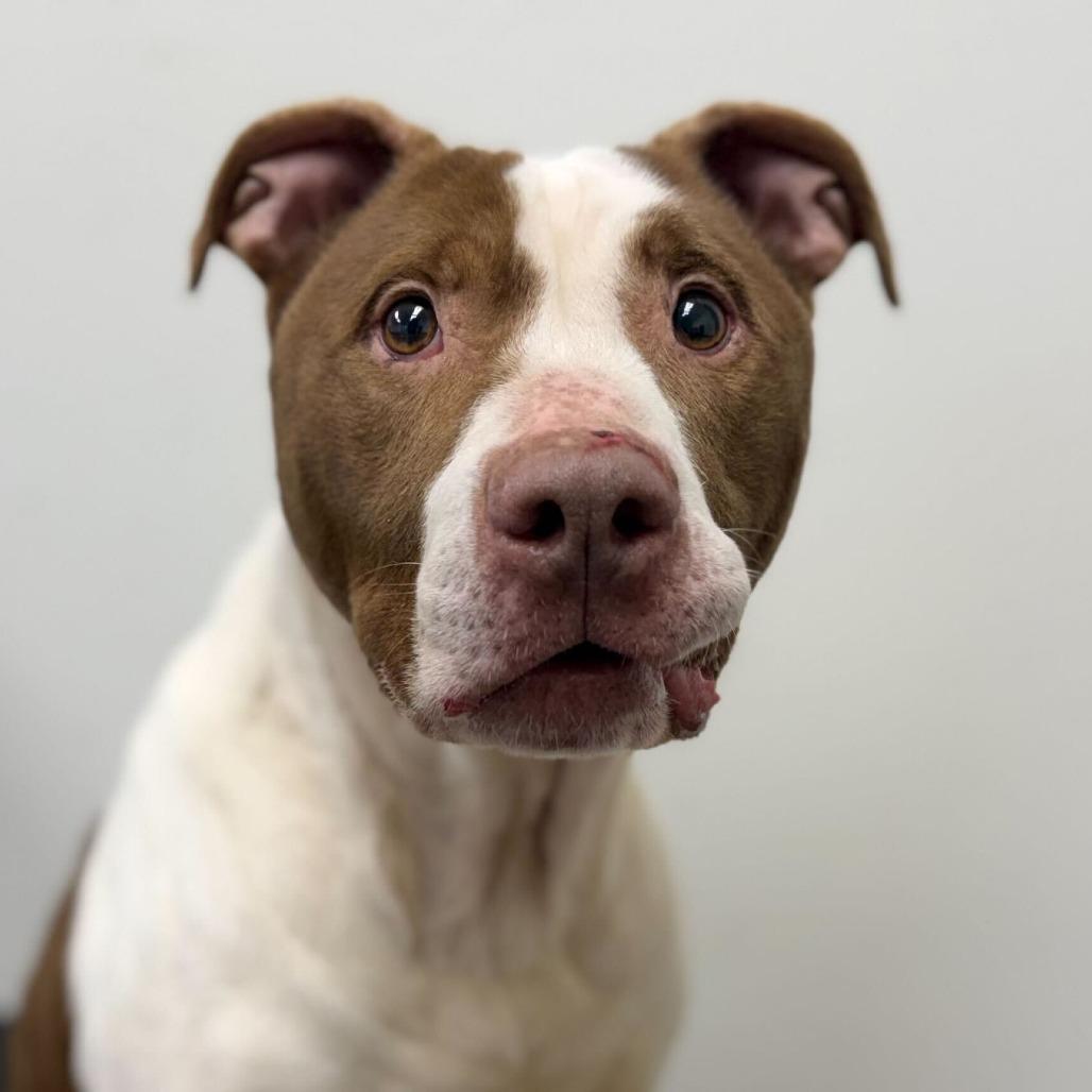 Enlarge Zinger, a Adoptable Pit Bull Terrier in Dayton, OH image 2/6