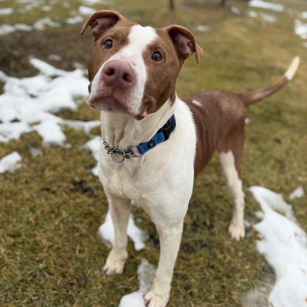 Enlarge Zinger, a Adoptable Pit Bull Terrier in Dayton, OH image 3/6