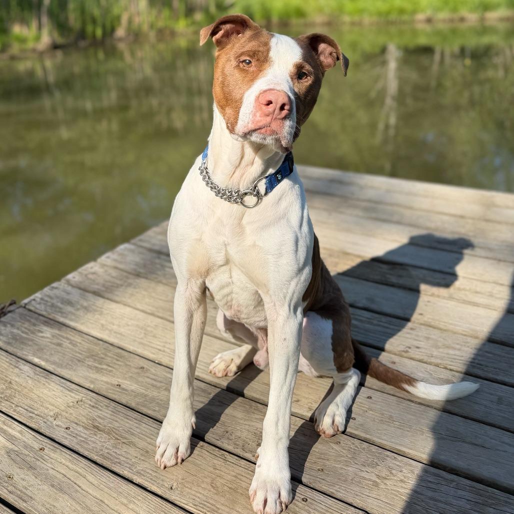 Enlarge Zinger, a Adoptable Pit Bull Terrier in Dayton, OH image 3/6