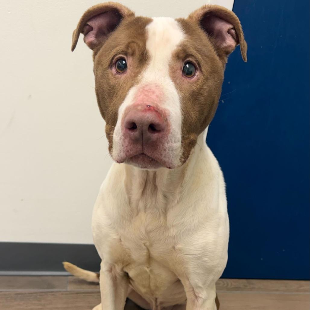 Enlarge Zinger, a Adoptable Pit Bull Terrier in Dayton, OH image 4/6