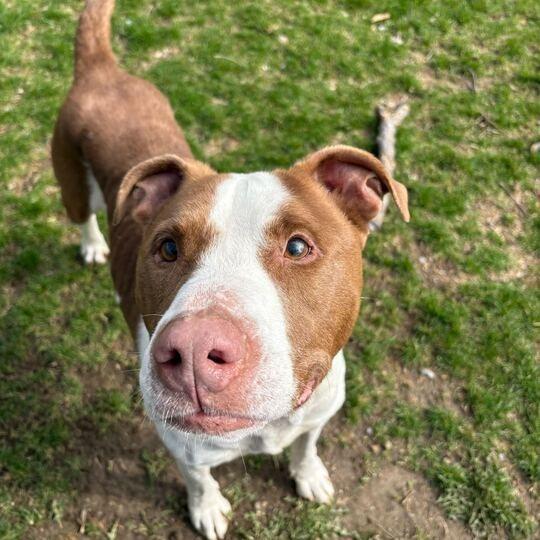 Enlarge Zinger, a Adoptable Pit Bull Terrier in Dayton, OH image 4/6
