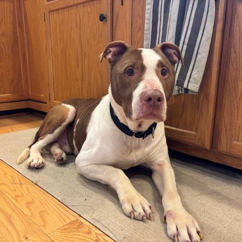 Enlarge Zinger, a Adoptable Pit Bull Terrier in Dayton, OH image 5/6