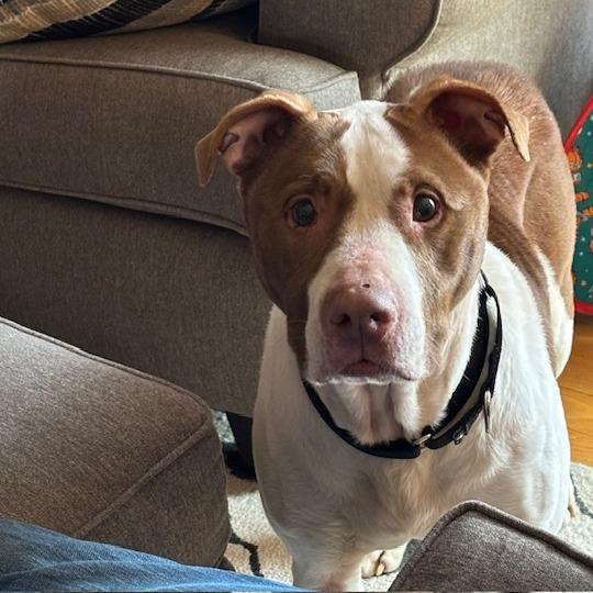 Enlarge Zinger, a Adoptable Pit Bull Terrier in Dayton, OH image 6/6