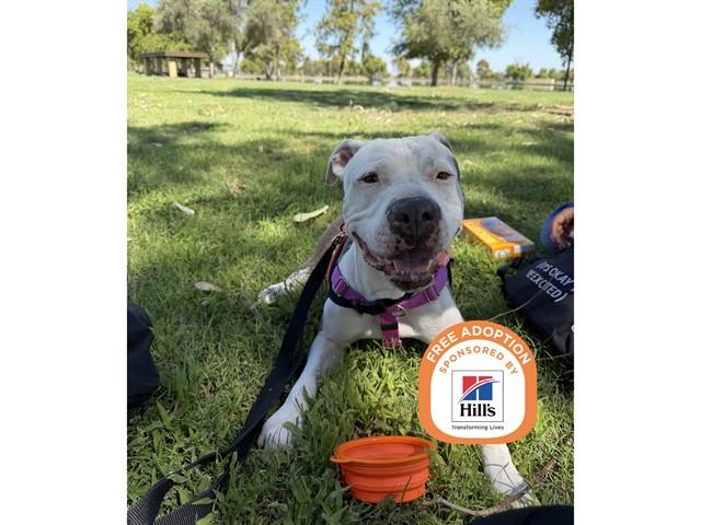 OCEAN, Adoptable, Young Male American Bulldog & Pit Bull Terrier.