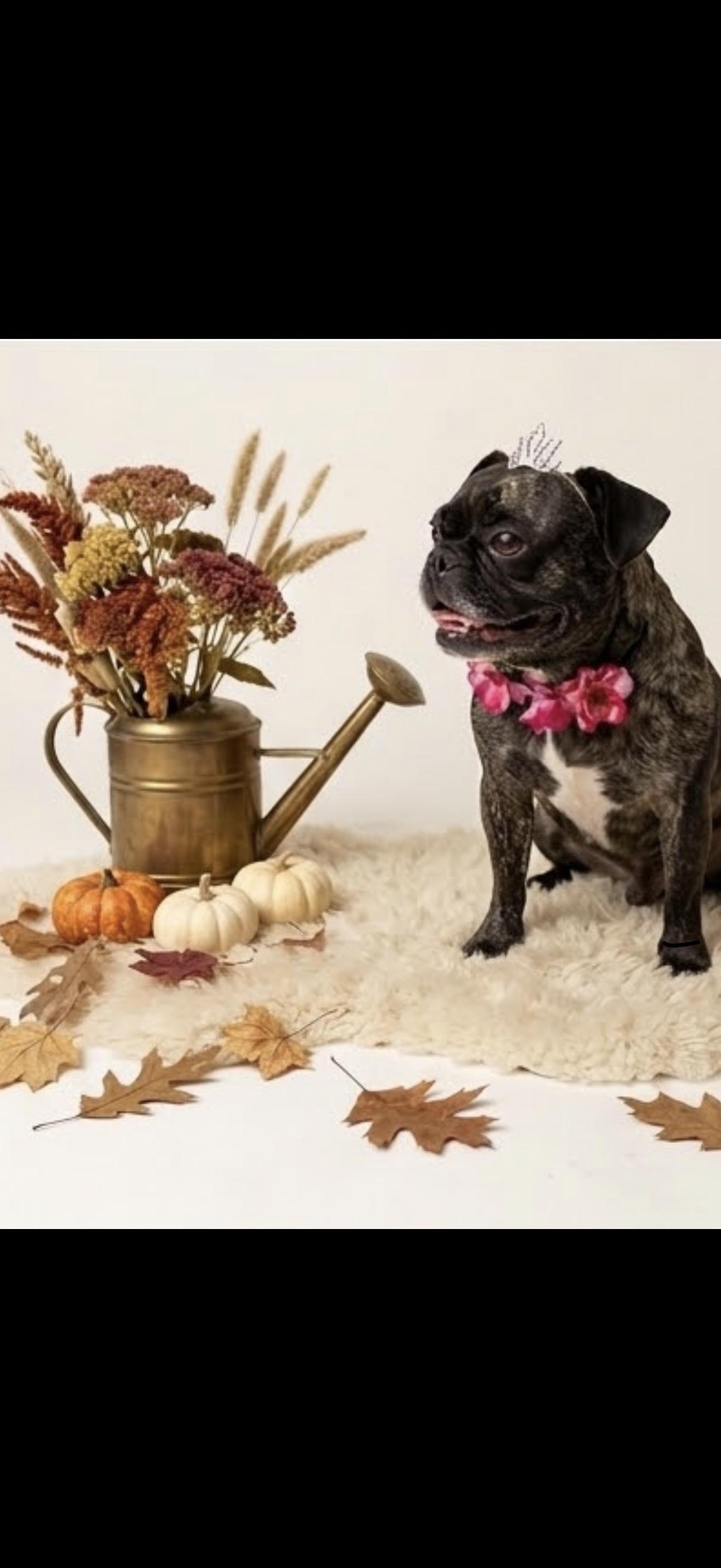 Petunia, Adoptable, Young Female Pug.