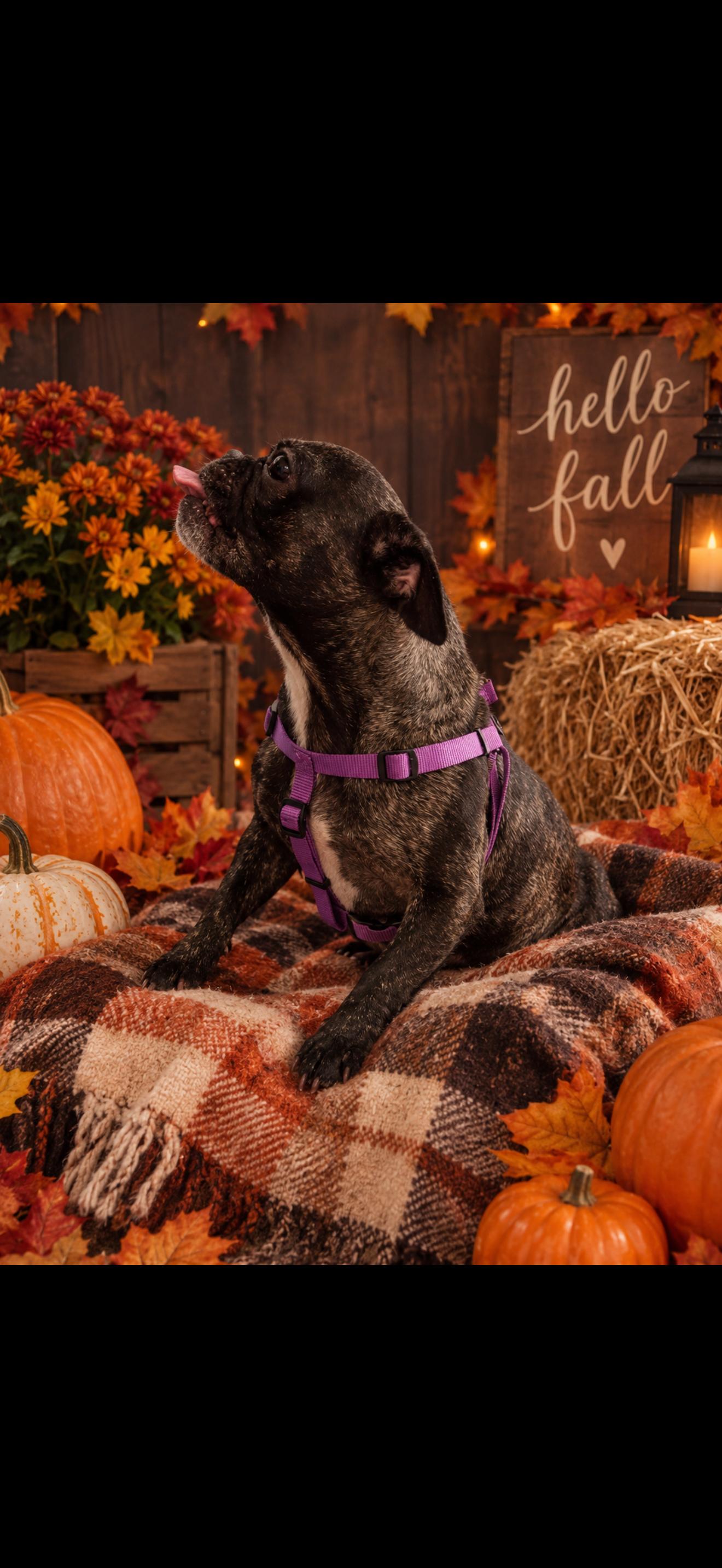 Enlarge Petunia, a Adoptable Pug in Cottonwood, CA image 5/5