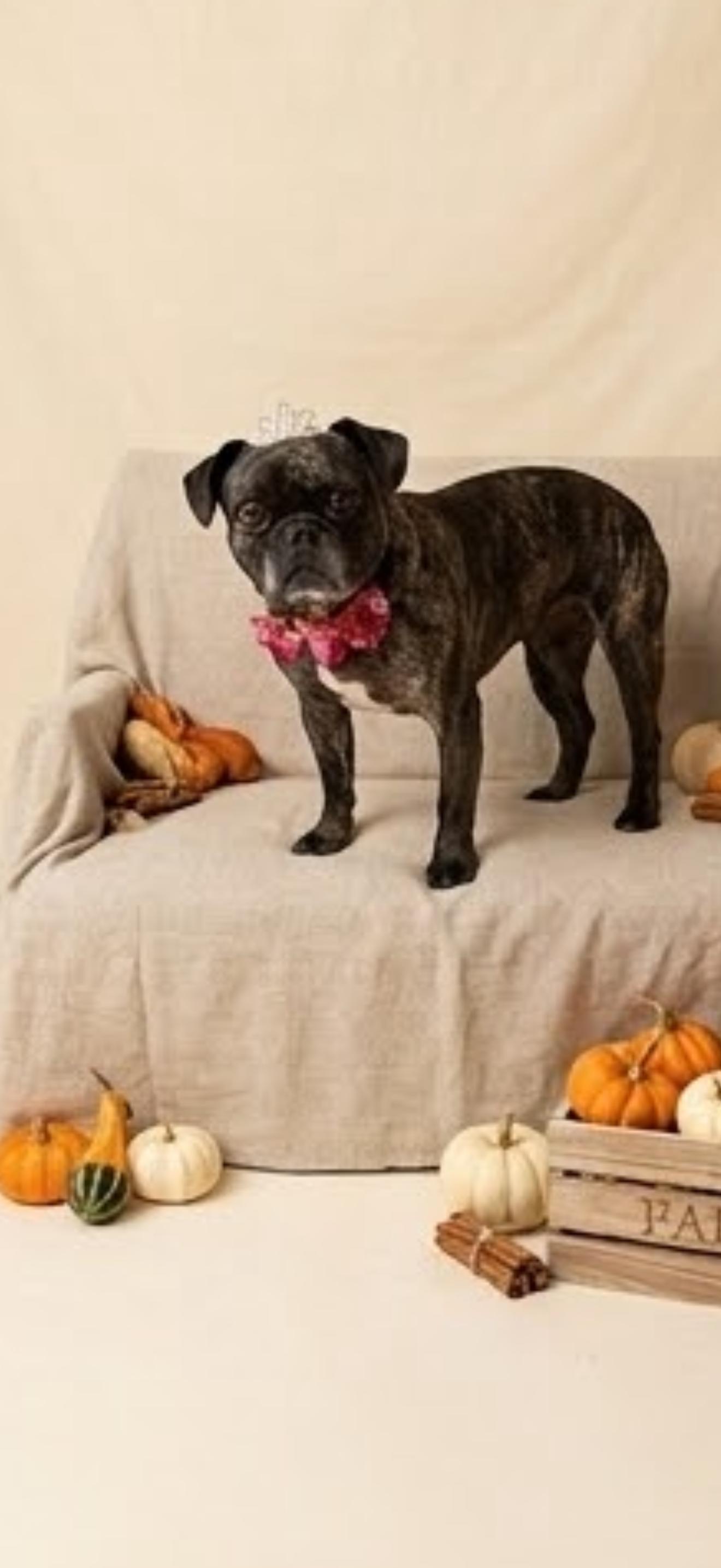 Enlarge Petunia, a Adoptable Pug in Cottonwood, CA image 2/5