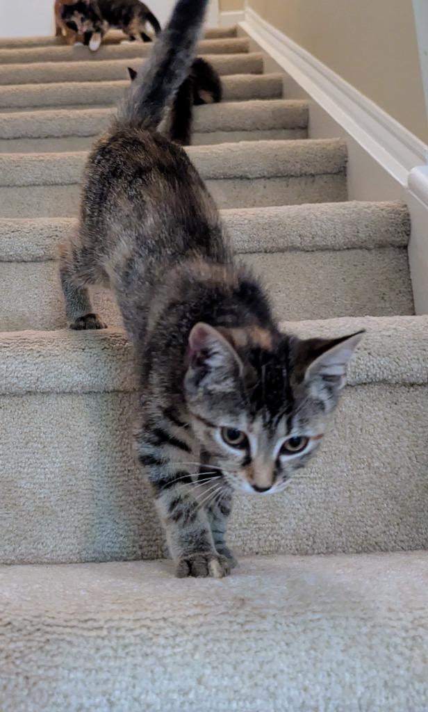 Waverly26, Adoptable, Kitten Female Domestic Short Hair.