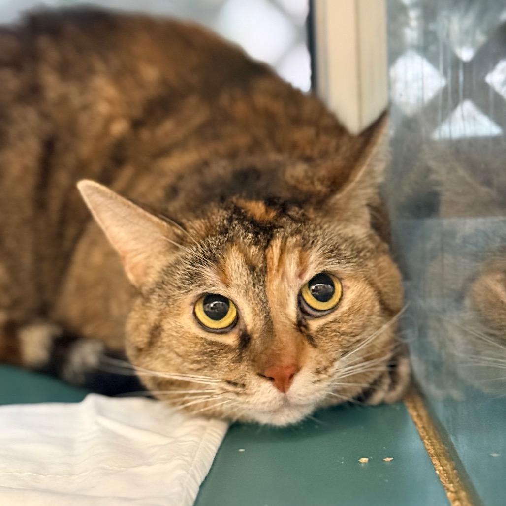 Kitty, Adoptable, Adult Female Domestic Short Hair.