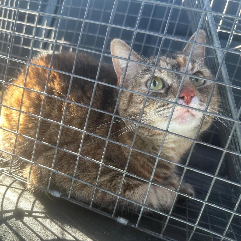 Enlarge Kitty, a Adoptable Domestic Short Hair in Miami, FL image 2/4