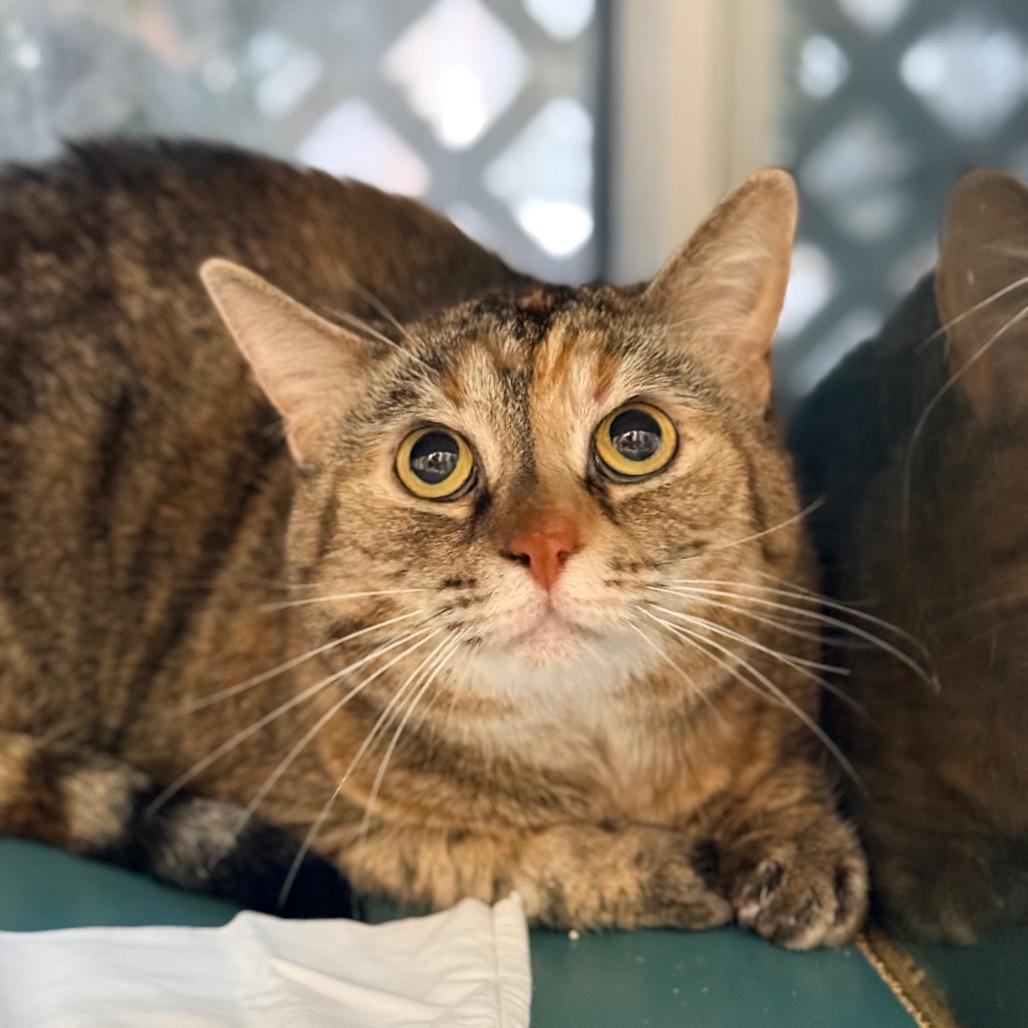Enlarge Kitty, a Adoptable Domestic Short Hair in Miami, FL image 3/4