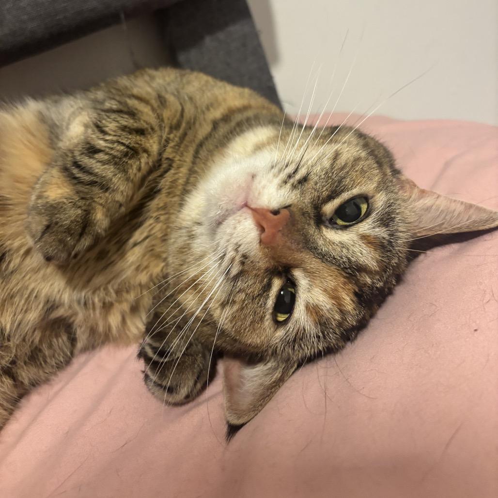 Enlarge Kitty, a Adoptable Domestic Short Hair in Miami, FL image 4/4