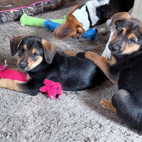 Enlarge Petal Blossom, a ADOPTABLE Beagle in Wadsworth, IL image 2/6