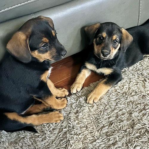 Enlarge Petal Blossom, a ADOPTABLE Beagle in Wadsworth, IL image 4/6