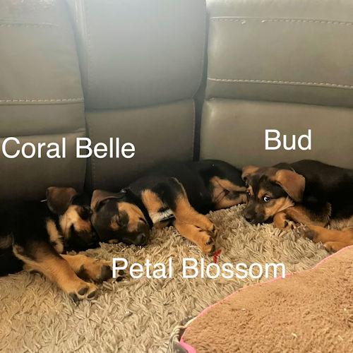 Enlarge Petal Blossom, a ADOPTABLE Beagle in Wadsworth, IL image 5/6