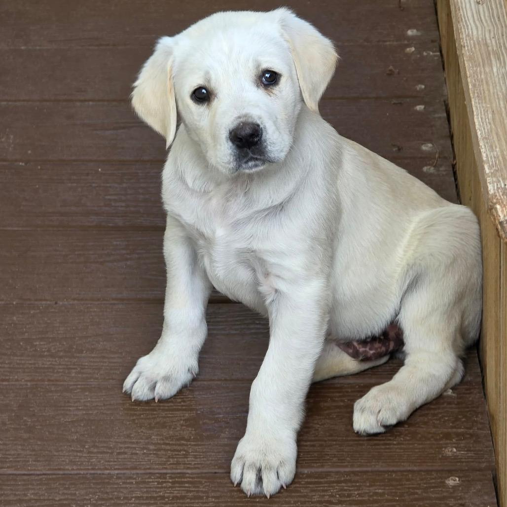 Falcon, Adoptable, Puppy Male Labrador Retriever & Great Pyrenees.