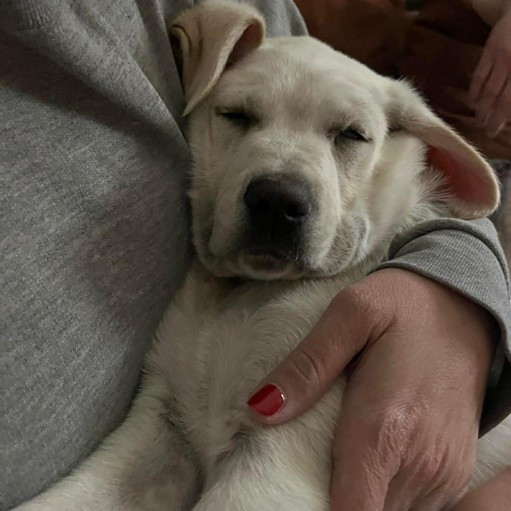 Enlarge Falcon, a Adoptable mixed breed in Jackson, MO image 2/6