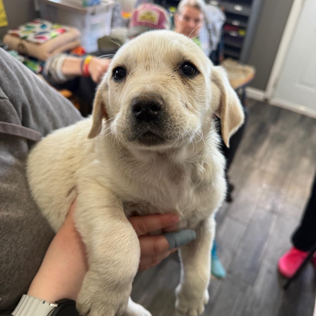 Enlarge Falcon, a Adoptable mixed breed in Jackson, MO image 6/6
