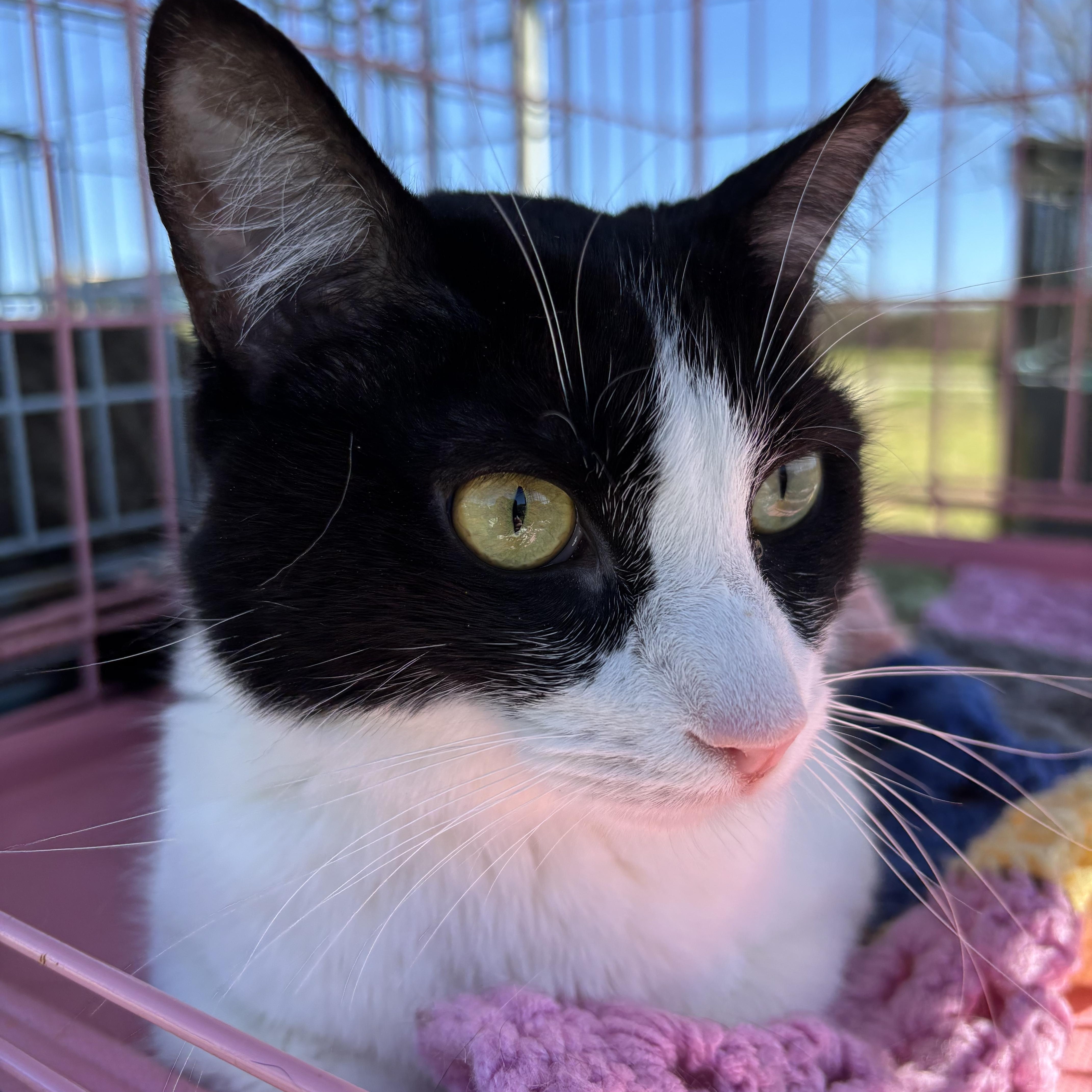 Enlarge Oreo, an adopted Domestic Short Hair in Easley, SC image 2/2