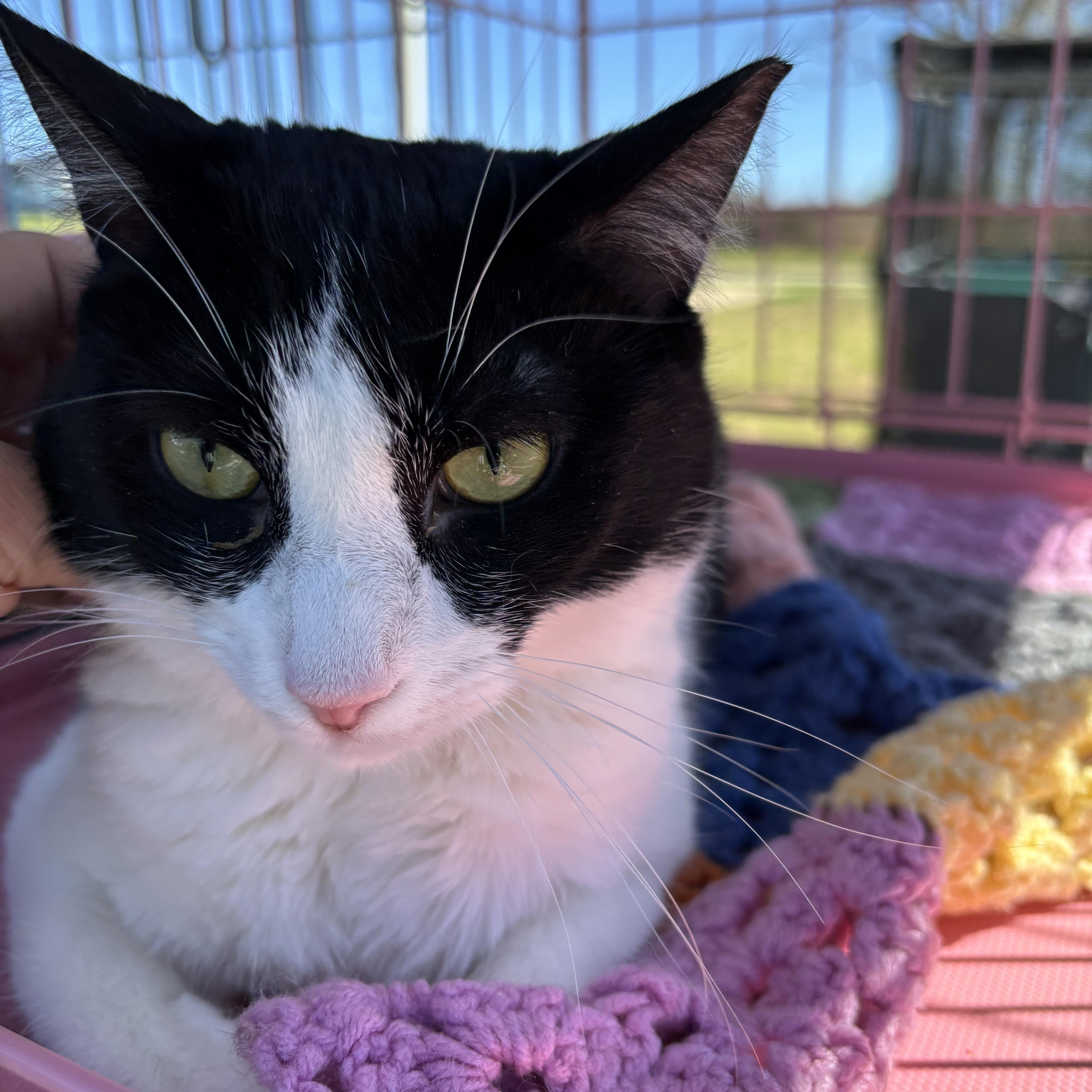 Oreo, adopted, Adult Male Domestic Short Hair.